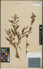 Foto von Salix purpurea L. x Salix viminalis L.